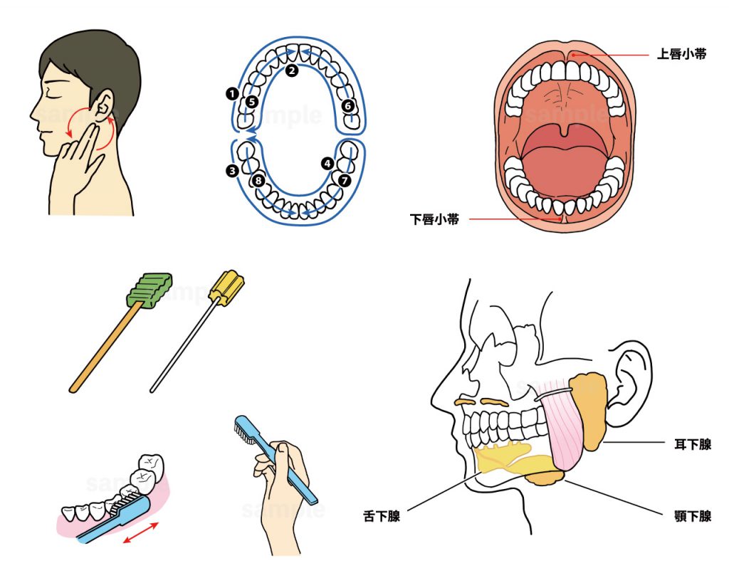 看護師　医療　介護　口腔ケア　看護技術　歯磨き　解剖生理