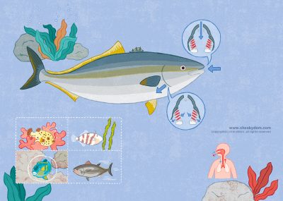 イラスト 子供 図鑑 教材 教科書 科学 理科 海 魚 エラ 呼吸 肺呼吸