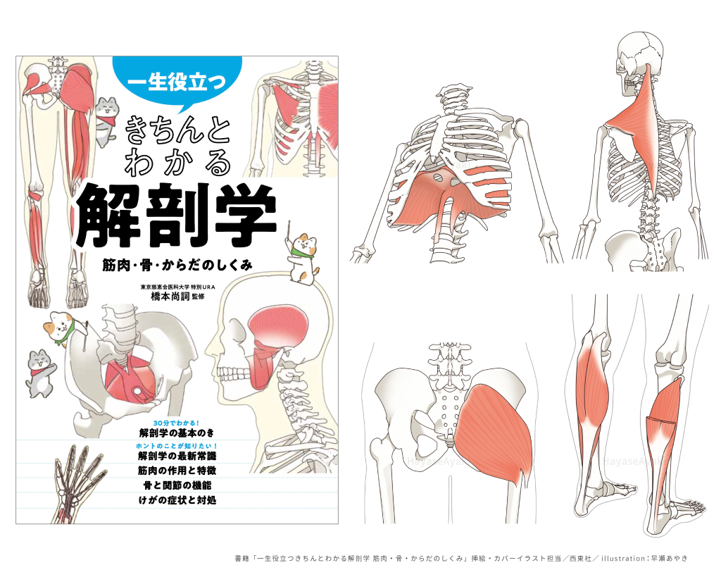 解剖　骨　筋肉　メディカル　医療　健康　ヘルスケア　書籍　解剖　イラスト　挿絵