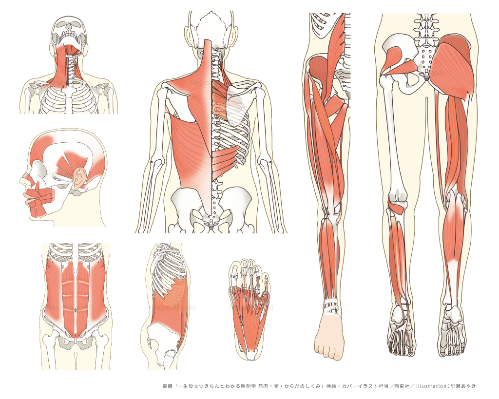 解剖　骨　筋肉　メディカル　医療　健康　ヘルスケア　書籍　解剖　イラスト　挿絵