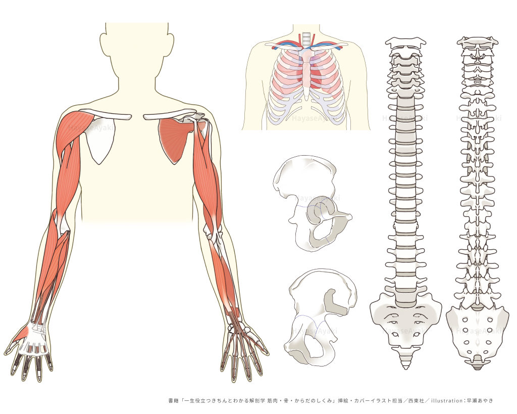 解剖　骨　筋肉　メディカル　医療　健康　ヘルスケア　書籍　解剖　イラスト　挿絵