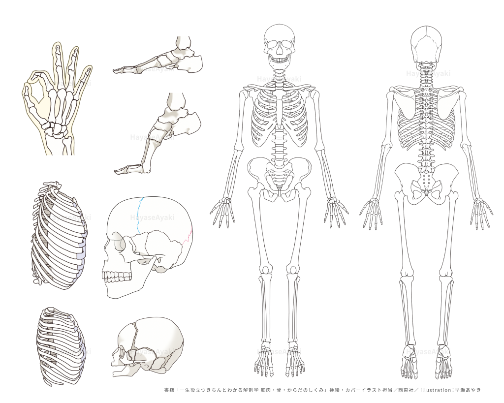 解剖　骨　筋肉　メディカル　医療　健康　ヘルスケア　書籍　解剖　イラスト　挿絵